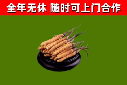 湖北省烟酒回收冬虫夏草.jpg